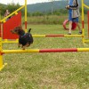 agility1