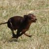 coursing9