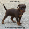 fantasia5