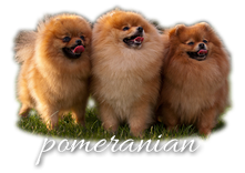 Pomeranian